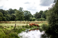 _BEN5352