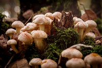 2021 visdonk