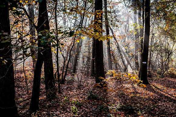 2019 visdonk