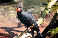 _BEN9636