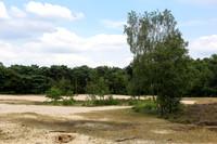 2014 bergen op zoom