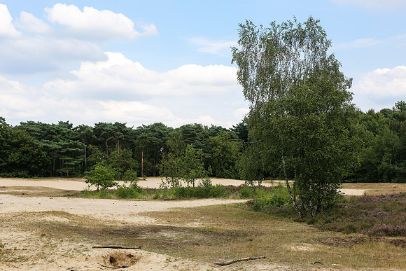 2014 bergen op zoom