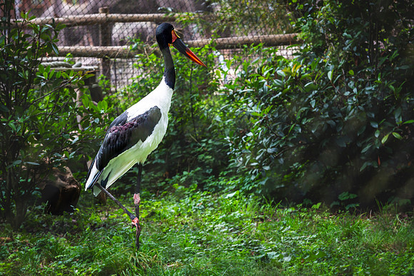 _BEN0177